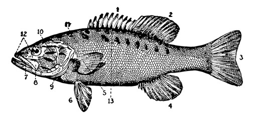 Small Mouthed Black Bass vintage illustration.