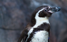 Humbolt Penguin