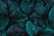 canvas print picture - leaves of Spathiphyllum cannifolium, abstract dark green texture, nature background, tropical leaf
