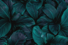 Leaves Of Spathiphyllum Cannifolium, Abstract Dark Green Texture, Nature Background, Tropical Leaf