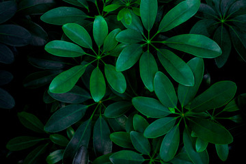  streszczenie tekstura zielony liść, tło natura, tropikalny liść
