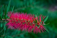 Red Bottlebrush Tree Flower.