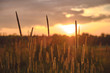 Reed grass field closeup at sunset