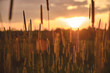 Reed grass field closeup at sunset