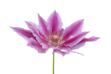 Poster - clematis pink