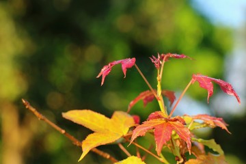 Wall Mural - Close up orange and red maple leaf with colorful leaves and blue sky in autumn background. Nature concept.