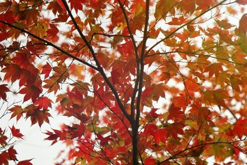 Wall Mural - Soft focus of orange and red maple leaves on maple tree in autumn background. Nature concept.
