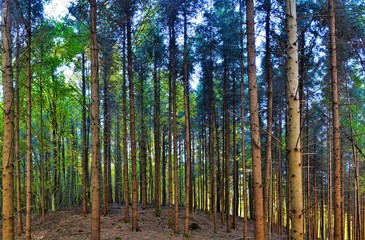 landscape in a pine forest