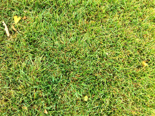 Yellow leaves on green lawn. Green grass background texture.