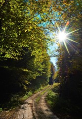 a forest road through the green forest