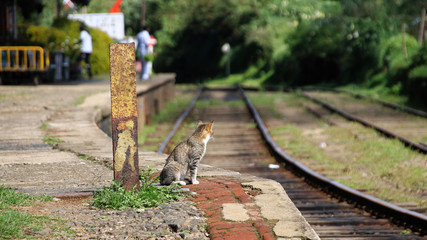 cat sitting at a railway station, waiting for things to come