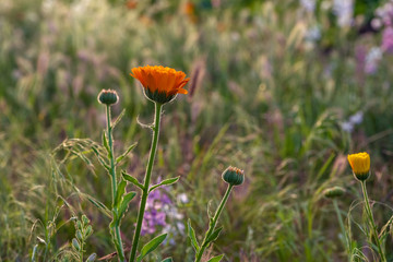 Colorful flowering herb meadow with purple blooming phacelia, orange calendula officinalis and wild chamomile. Meadow flowers photographed landscape format suitable as wall decoration in wellness area