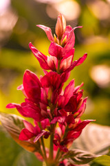 Wall Mural - Pink flower in the garden