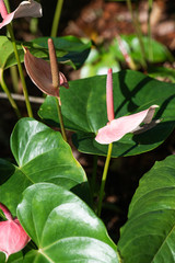 Wall Mural - Anthurium flower with natural background