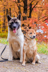 Sticker - Akita and Shiba for a walk in the park. Two dogs for a walk. Autumn Park.