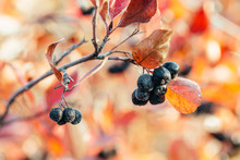 Ripe Berries Of Barberry Aronia Black Chokeberry In Autumn Garden