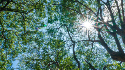Wall Mural - green leaf of trees top in forest and have blue sky and sun beams shining through leaves.for natural