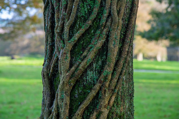 thick ivy stems covering a tree trunk