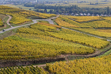  The Route des Vins (Wines Route) winds between vineyards of Alsace