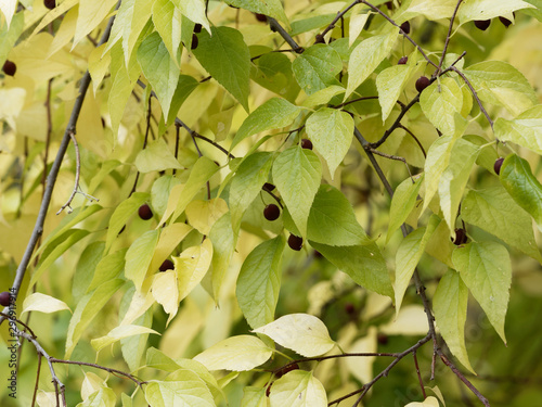 Cuadros en Lienzo Celtis occidentalis | Micocoulier occidental aux feuilles ovales et jaunies d'au