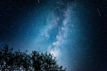 Wall Mural - night starry sky against the background of the milky way and trees.