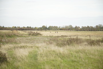 rural landscape with wheat field and deer buck antlers  Amazing Colours  background with copy space for text or image