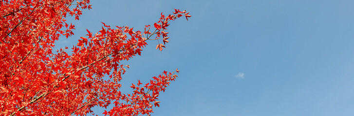 coloured leaves of a tree in autumn in front of a blue sky for panorama or banner size