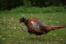 Pheasant Strutting His Stuff With His Tail Following