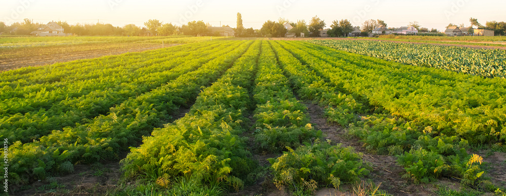 Carrot plantations in the sunset light. Growing organic vegetables. Eco-friendly products. Agriculture and farming. Plantation cultivation. Selective focus - obrazy, fototapety, plakaty 