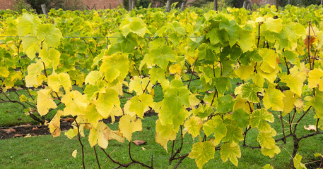 vineyard plantation background scene