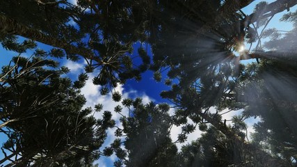 Wall Mural - Looking up through a circle of trees, sun rays through the trees