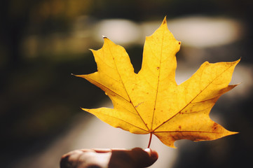 detail of yellow maple leaf in hand with nature in background.colorful maple leaves against the sunl