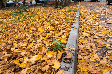 Wall Mural - autumn leaves along the sidewalk of asphalt and people walking on the sidewalk, autumn on the street