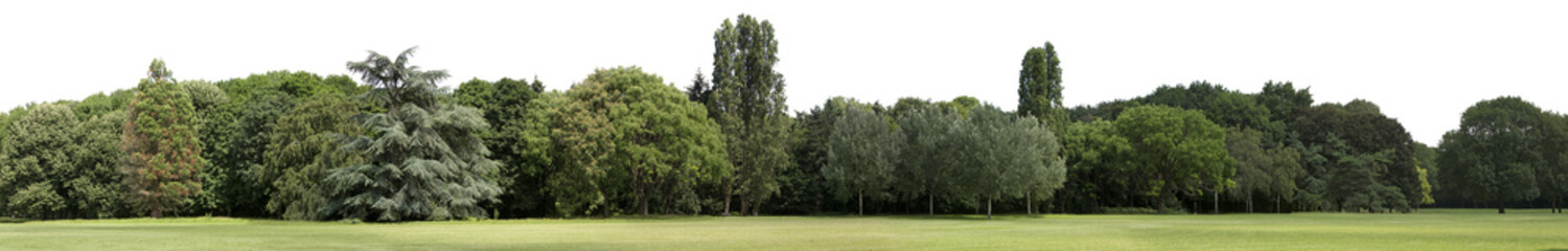 Very high definition Treeline isolated on a white background