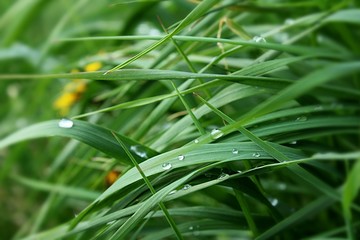 dew on grass