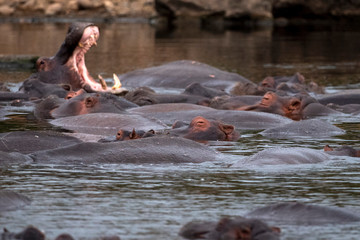 Wall Mural - hippos fighting in kruger park south africa