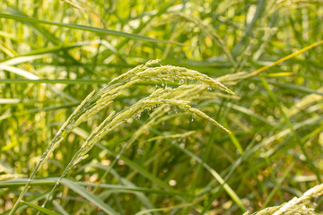 Golden ears of rice in the field Waiting for harvest with blue sky in background