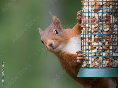 Cuadros en Lienzo Ecureuil roux (Sciurus vulgaris) accroché à une mangeoire remplie de cacahuètes