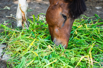 Horses Eating Green Grass On A Farm