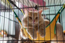 Yellow Persian Cat - Sleeping In Cage, Rim Light.