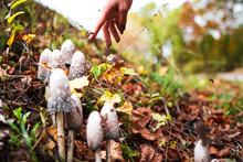 Girl Finger Points To A Poisonous Mushroom In The Autumn Forest. Beautiful Screensaver