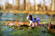 Świat w miniaturze. Mały pies w jesiennej scenerii. Pies w czapce pływa na liściu