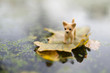 Świat w miniaturze. Mały pies w jesiennej scenerii