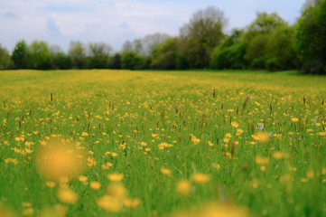 Wall Mural - Wild buttercups seen in an english summer meadow.