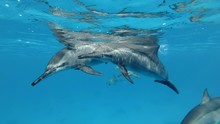 A Group Of Dolphins Are Slowly Approaching And Swimming Very Close. Slow Motion, Closeup, Underwater Shot. Spinner Dolphin (Stenella Longirostris) In Red Sea
