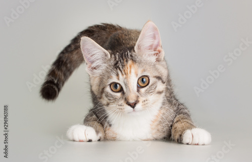 Adorable kitten eating as domestic animal portrait Tableau sur Toile
