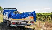 Truck With Red Grape For Wine Making. Pile Of Grape On Truck Trailer.