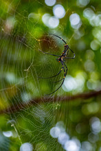 Orb Spider On Her Web, Laos 