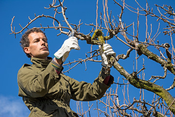 Pruning fruit tree with a pruning shears