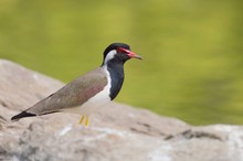 Closeup Of A Bird With A Red Eye Standing On A Rock And A Blurred Background